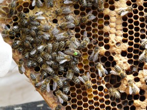 abeilles2