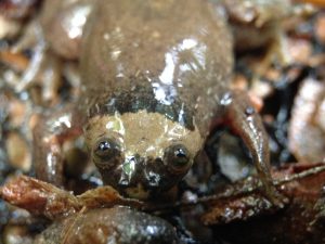 Xenopus parafraseri (Photo © N. Pollet,CNRS)